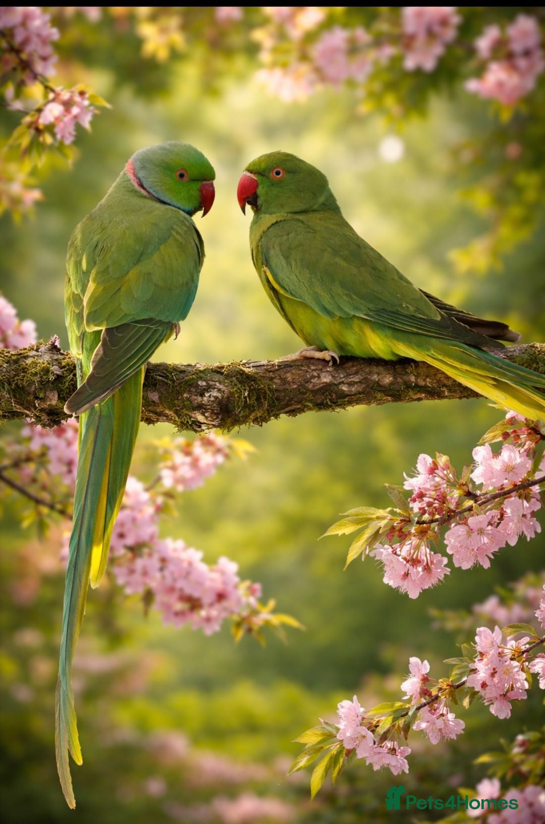 Parakeets birds Pair of Indian ringneck parrakeets - Advert 3