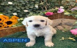 Golden Retriever dogs for sale: Stunning Golden Retriever puppies 🐾 - Image 24