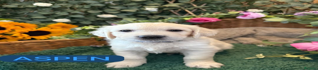Golden Retriever Puppy 6