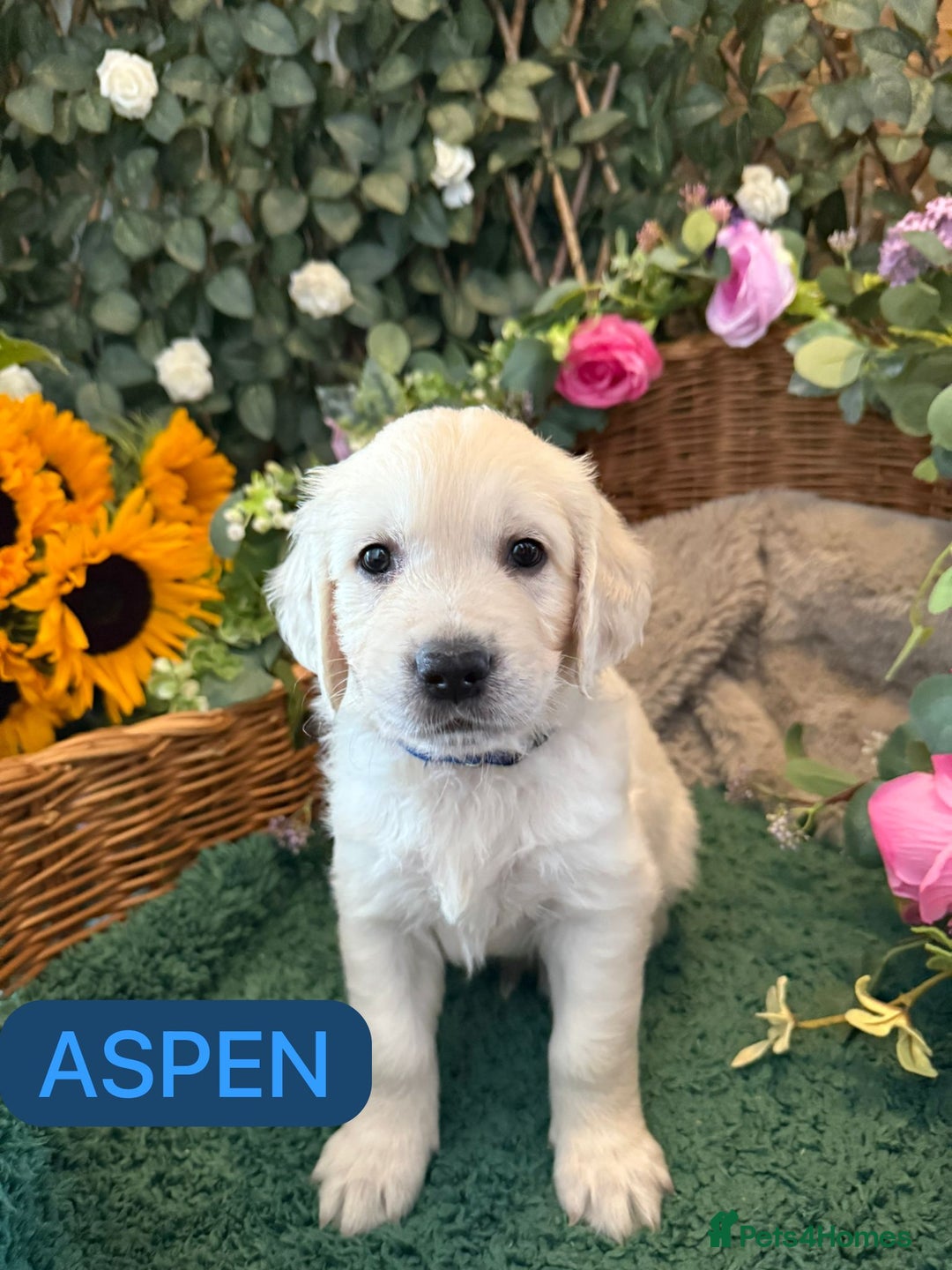 Golden Retriever dogs for sale: Stunning Golden Retriever puppies 🐾 - Image 24