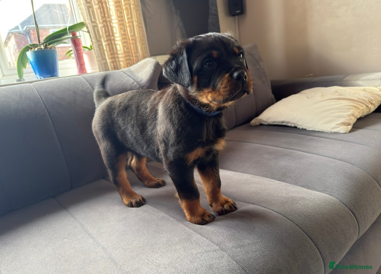 Rottweiler dogs Rottweiler Last Boy available  - Advert 2