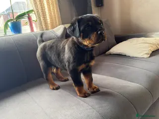 Rottweiler dogs Rottweiler Last Boy available - Advert 2