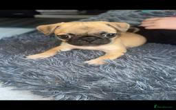 Jug dogs for sale: Pug x Rolo - Image 1
