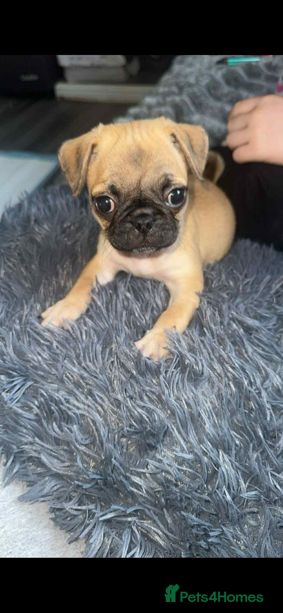 Jug dogs for sale: Pug x Rolo - Image 1