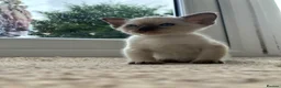 Siamese cats for sale: Beautiful Siamese kitten - Advert 3