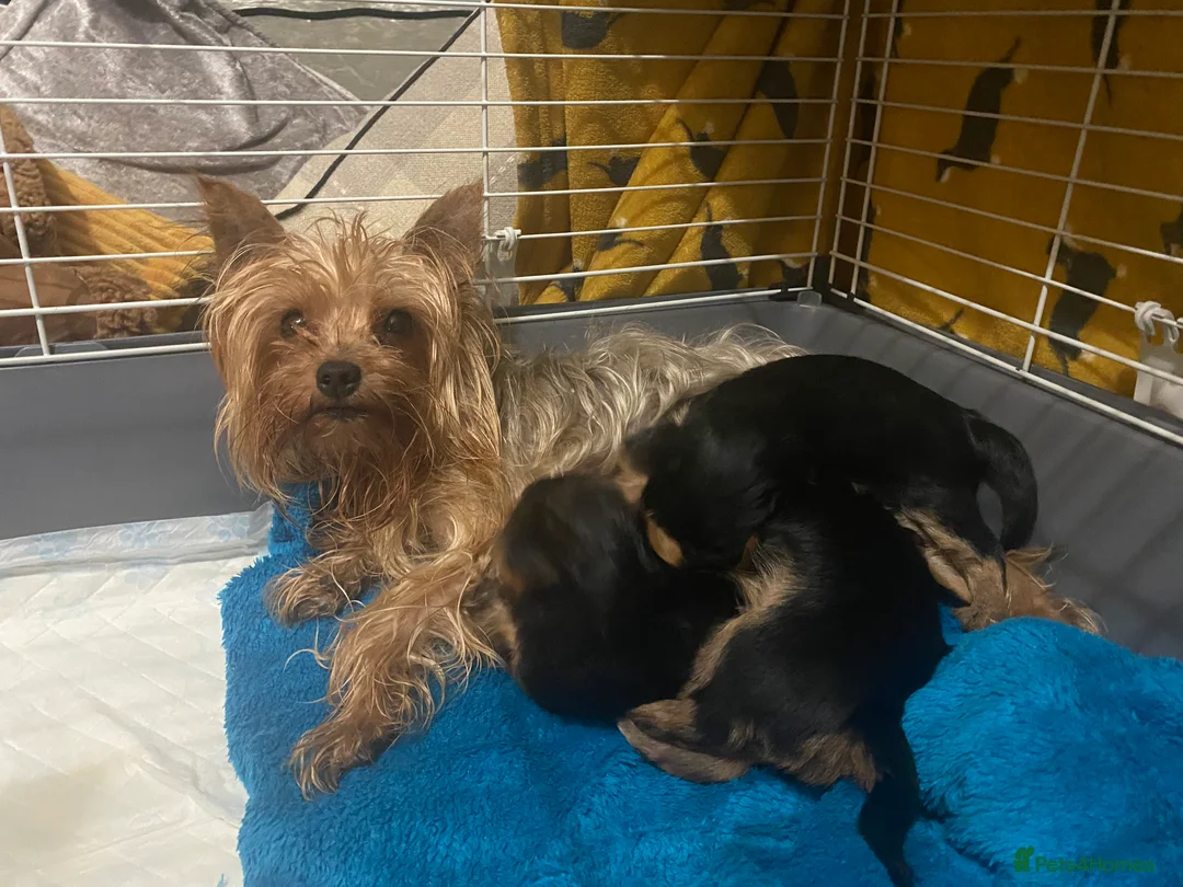 Yorkshire Terrier dogs for sale: 4 Stunning Minature Yorkshire terriers for sale  - Advert 1