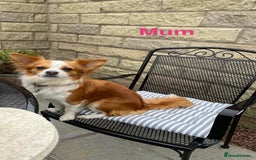 Chihuahua dogs for sale: Gorgeous Chihuahua Pups-only yellow girl left🐶💛 - Image 23