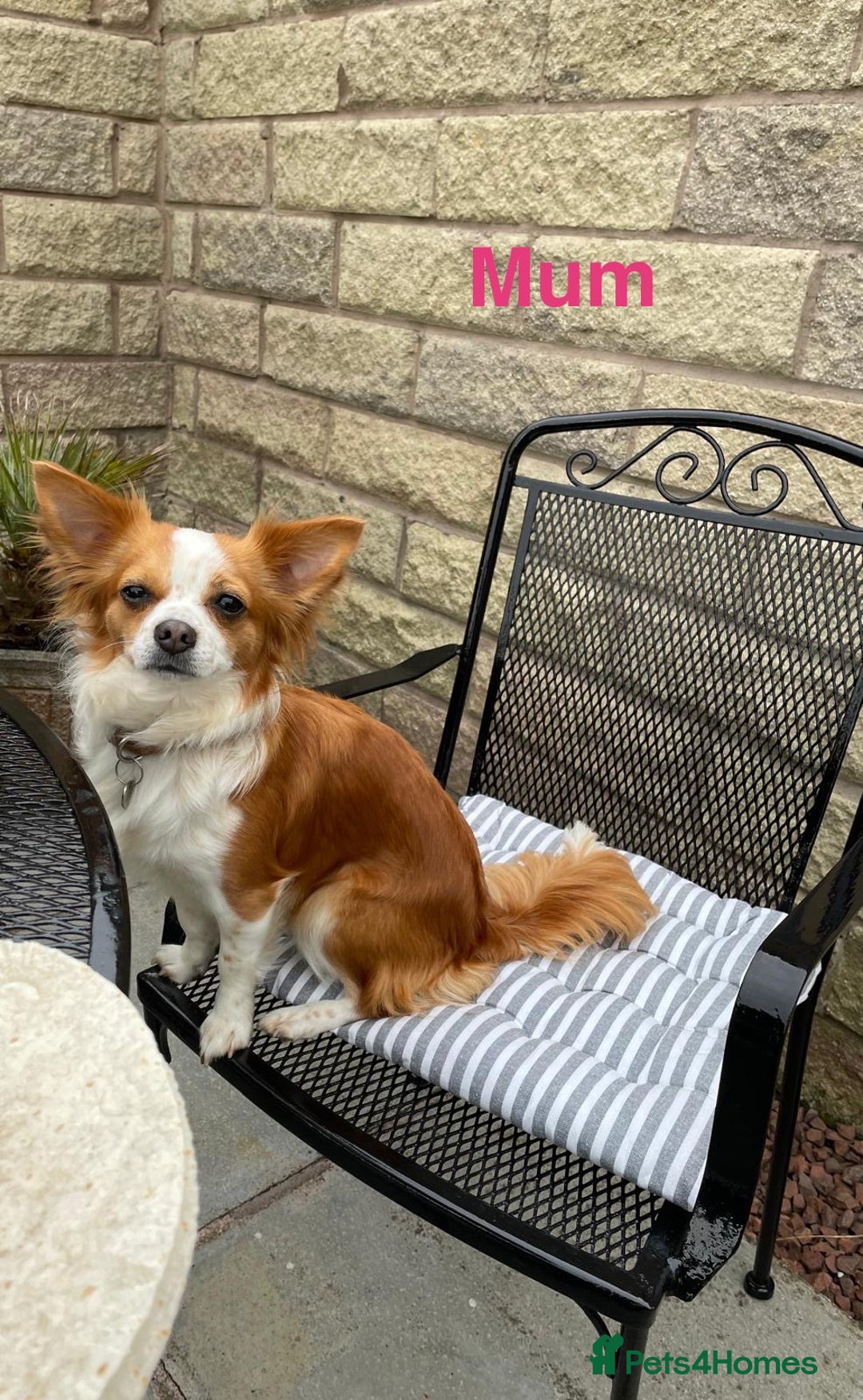 Chihuahua dogs for sale: Gorgeous Chihuahua Pups-only yellow girl left🐶💛 - Image 23