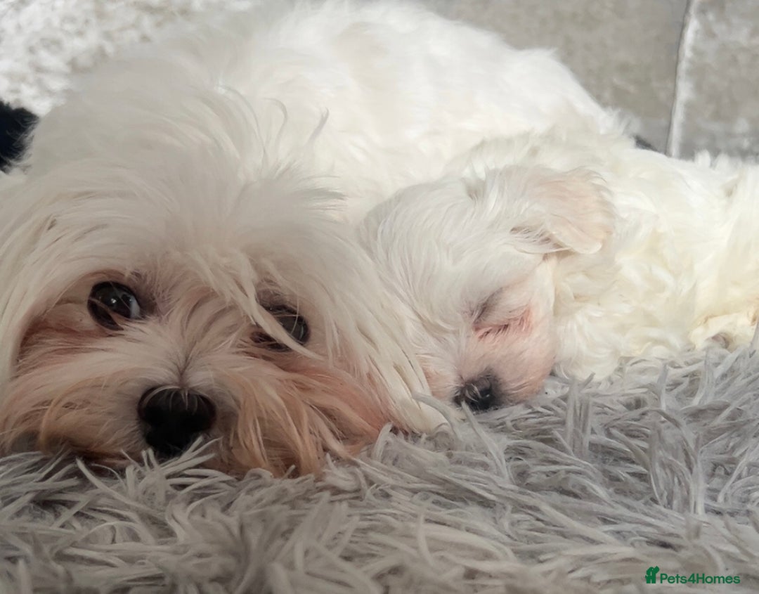 Maltese dogs for sale: 1 puppy back up for sale because of time wasting  - Image 19