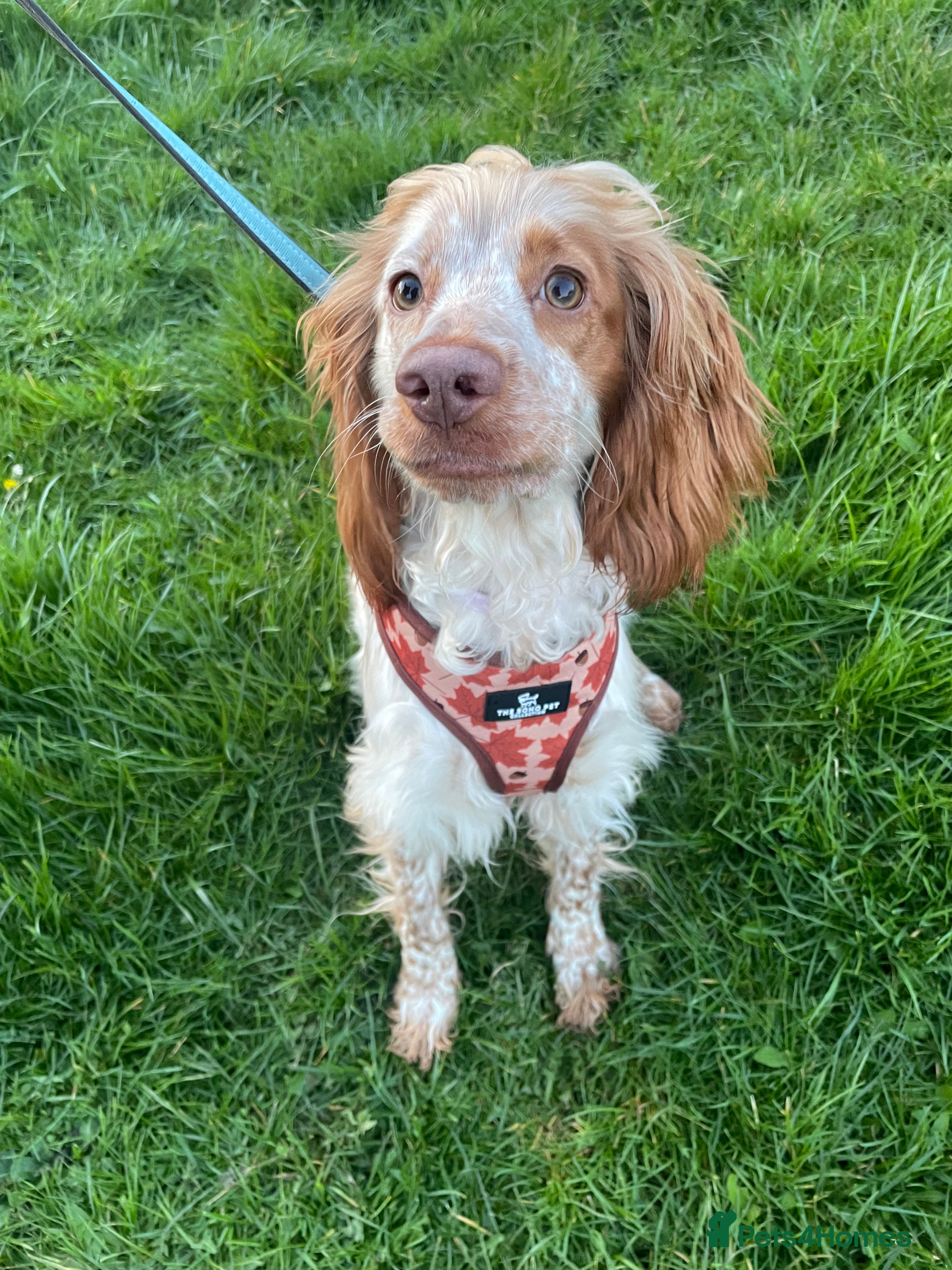 Cocker Spaniel dogs Cocker spaniel for sale  - Advert 1