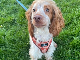 Cocker Spaniel dogs Cocker spaniel for sale - Advert 1