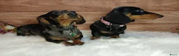 Miniature Dachshund dogs for sale: Miniature Dachshund Black & Tan Female.   in Goole - Advert 9