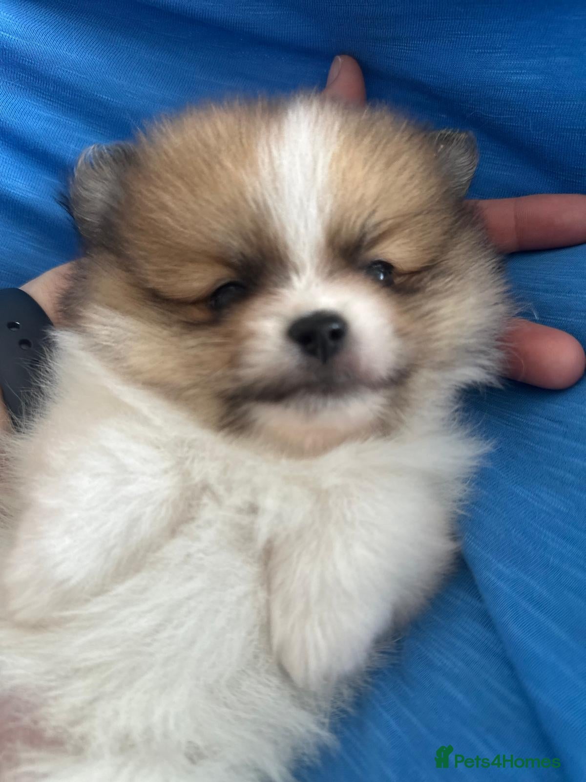 Pomeranian dogs Quality Pomeranian Teddy bears 🐻🐻 - Advert 6