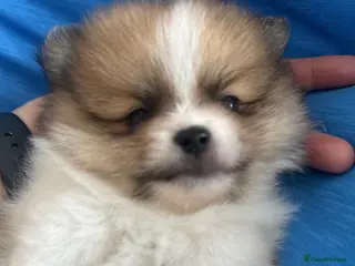 Pomeranian dogs Quality Pomeranian Teddy bears 🐻🐻 - Advert 2