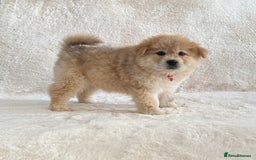 Siberian Husky dogs for sale: Stunning exotic colour chowsky puppies for sale - Image 29