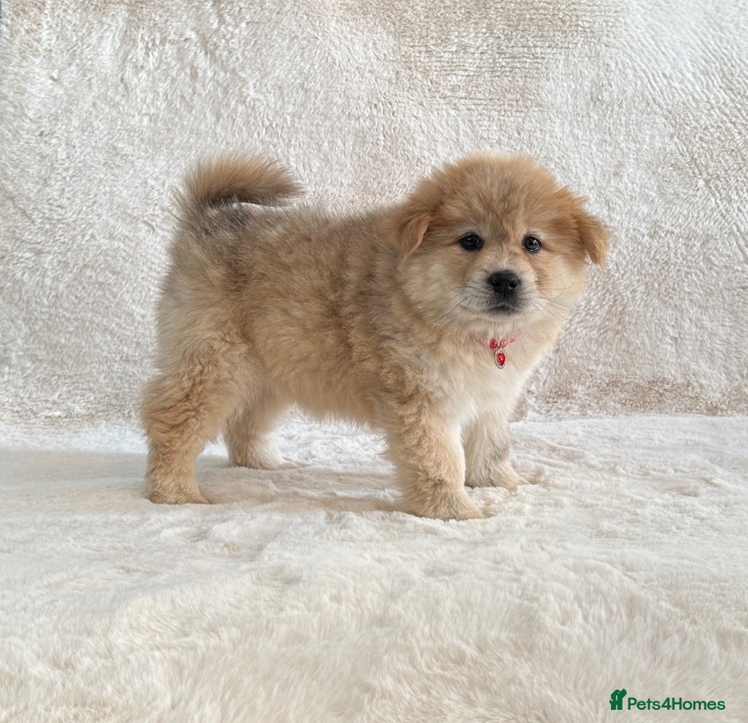Siberian Husky dogs for sale: Stunning exotic colour chowsky puppies for sale - Image 29