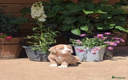 Cane Corso dogs for sale: Italian Mastiff pup now ready for their new homes! - Image 1