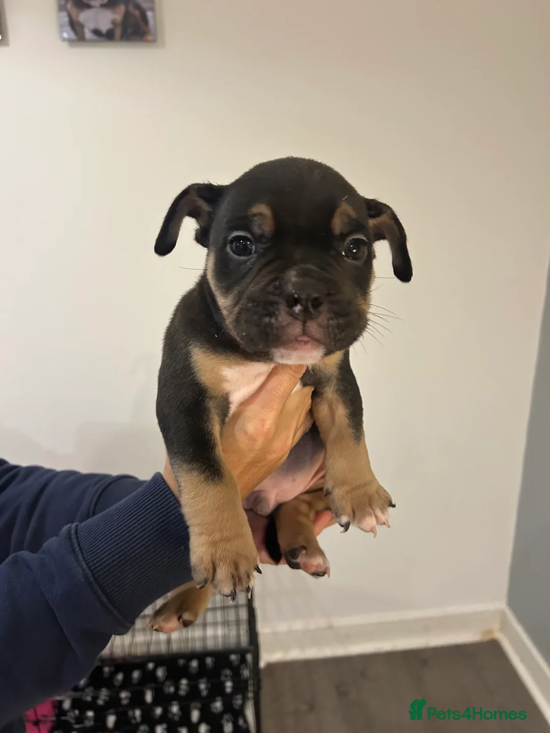 American Bully dogs for sale: BEAUTIFUL pocket bullies  - Advert 4