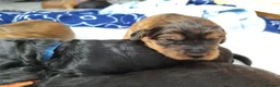 Cockapoo dogs for sale: Cockapoo Puppy’s for Sale in Ardrossan - Advert 9