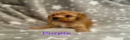 Schnoodle dogs for sale: Beautiful Schnoodle Pups - Advert 5