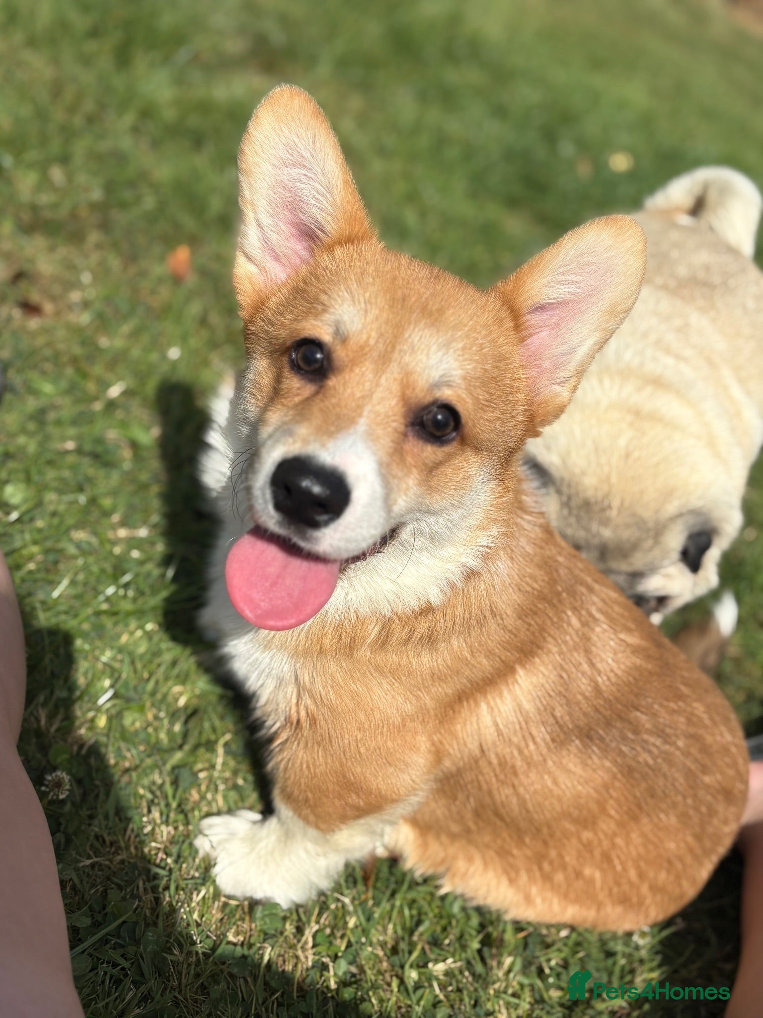 Welsh Corgi Pembroke dogs Outstanding Welsh Pembrokeshire Corgis  - Advert 7