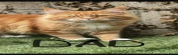 Maine Coon cats for sale: Maine coon  - Advert 2