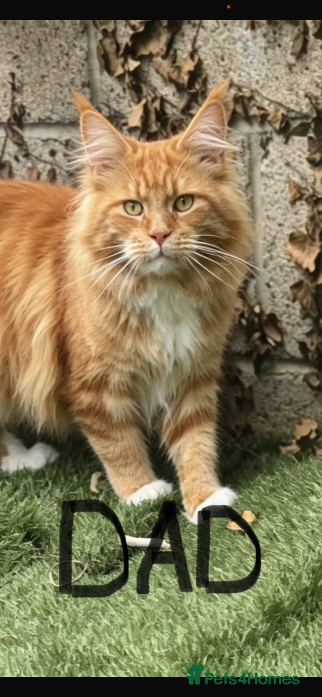 Maine Coon cats for sale: Maine coon  - Advert 2