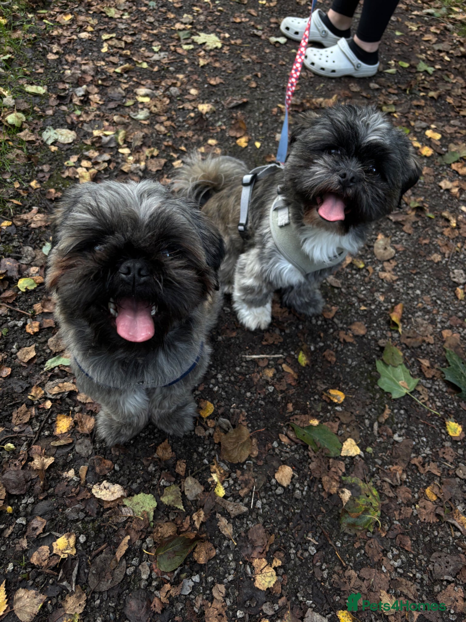 Mixed Breed dogs 2 pug tzu’s for sale  - Advert 5