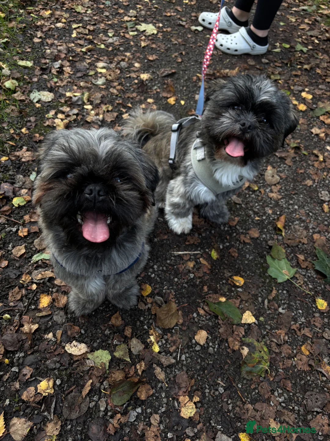 Mixed Breed dogs for sale: 2 pug tzu’s for sale  - Advert 1