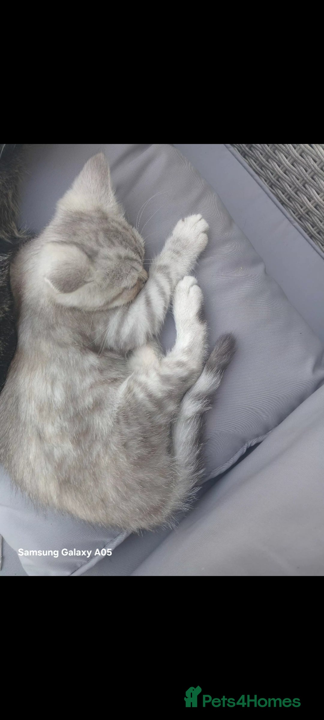 British Shorthair cats for sale: British short-hair kittens - Image 3