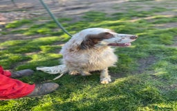 English Setter dogs for adoption: Gytha - Image 3