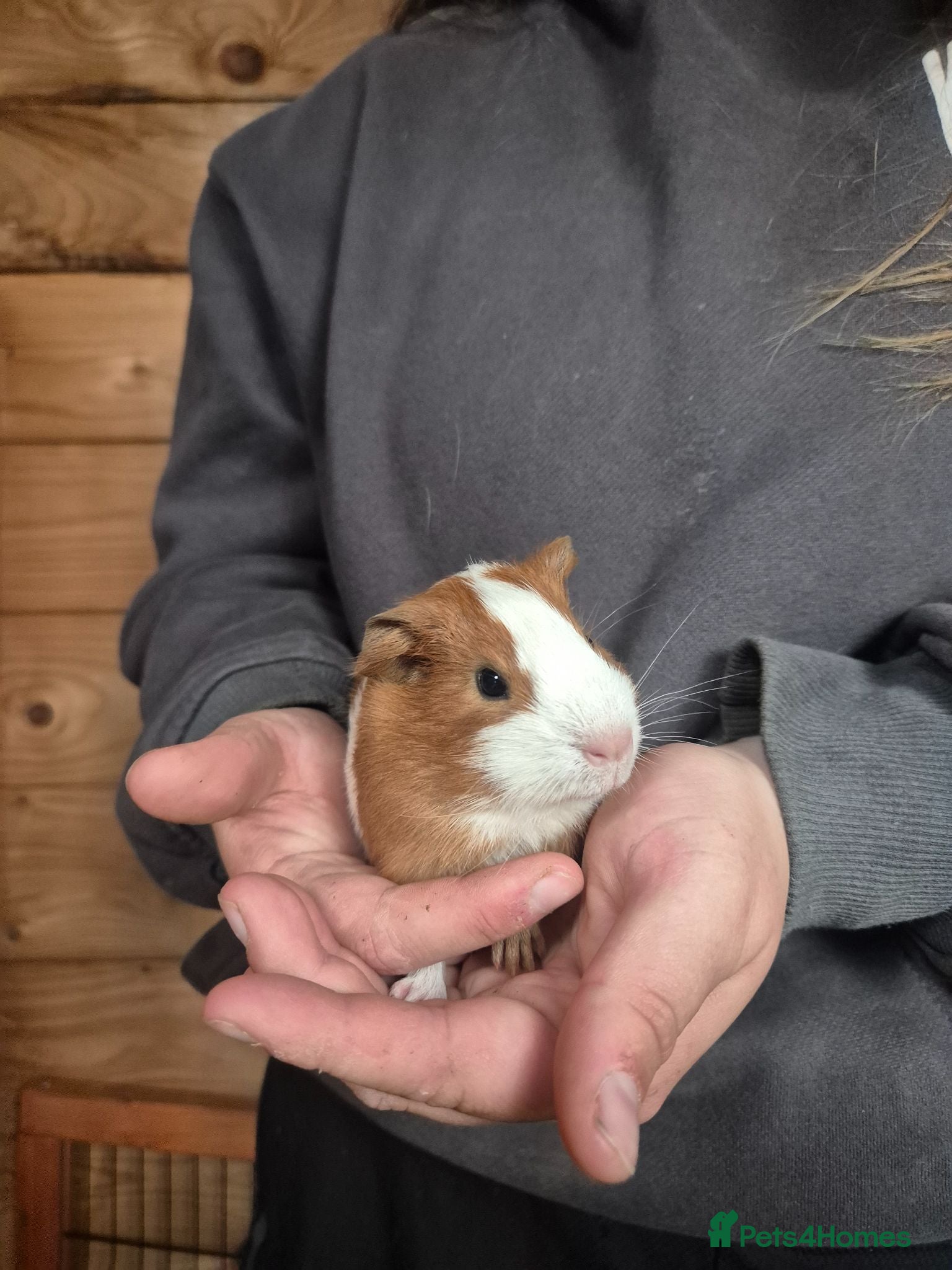 Guinea Pig rodents Mixed age Male guinea-pigs  - Advert 22