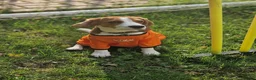 Beagle dogs for stud: Tri-Colour Beagle Available for Stud - Norwich - Advert 17