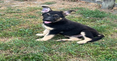 German Shepherd dogs - Advert 1