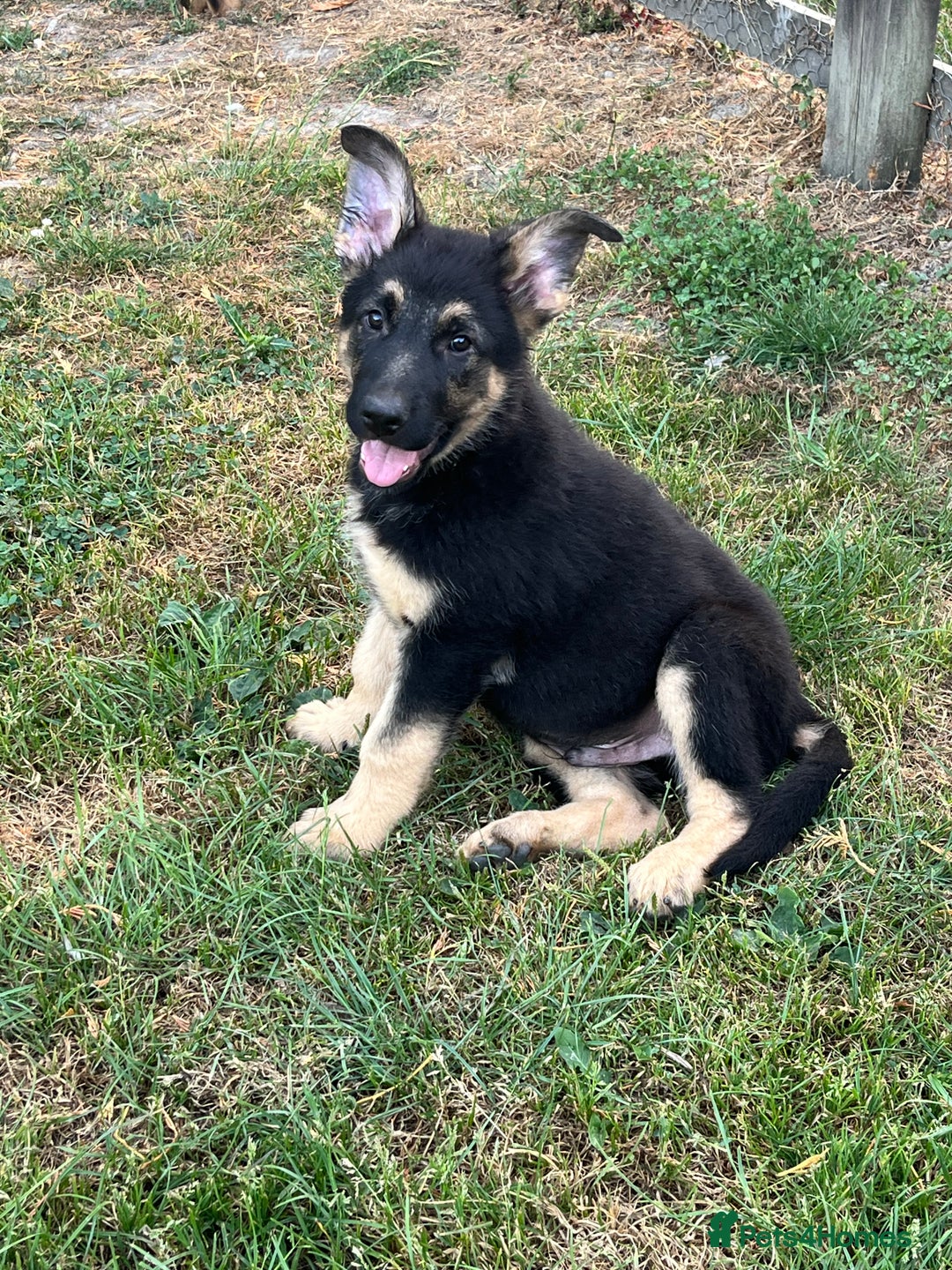 German Shepherd dogs for sale: REDUCE PRICE  - Image 3