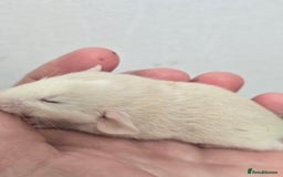 Rat rodents for sale: Babies rats, rex, dumbos and fancy - Image 33