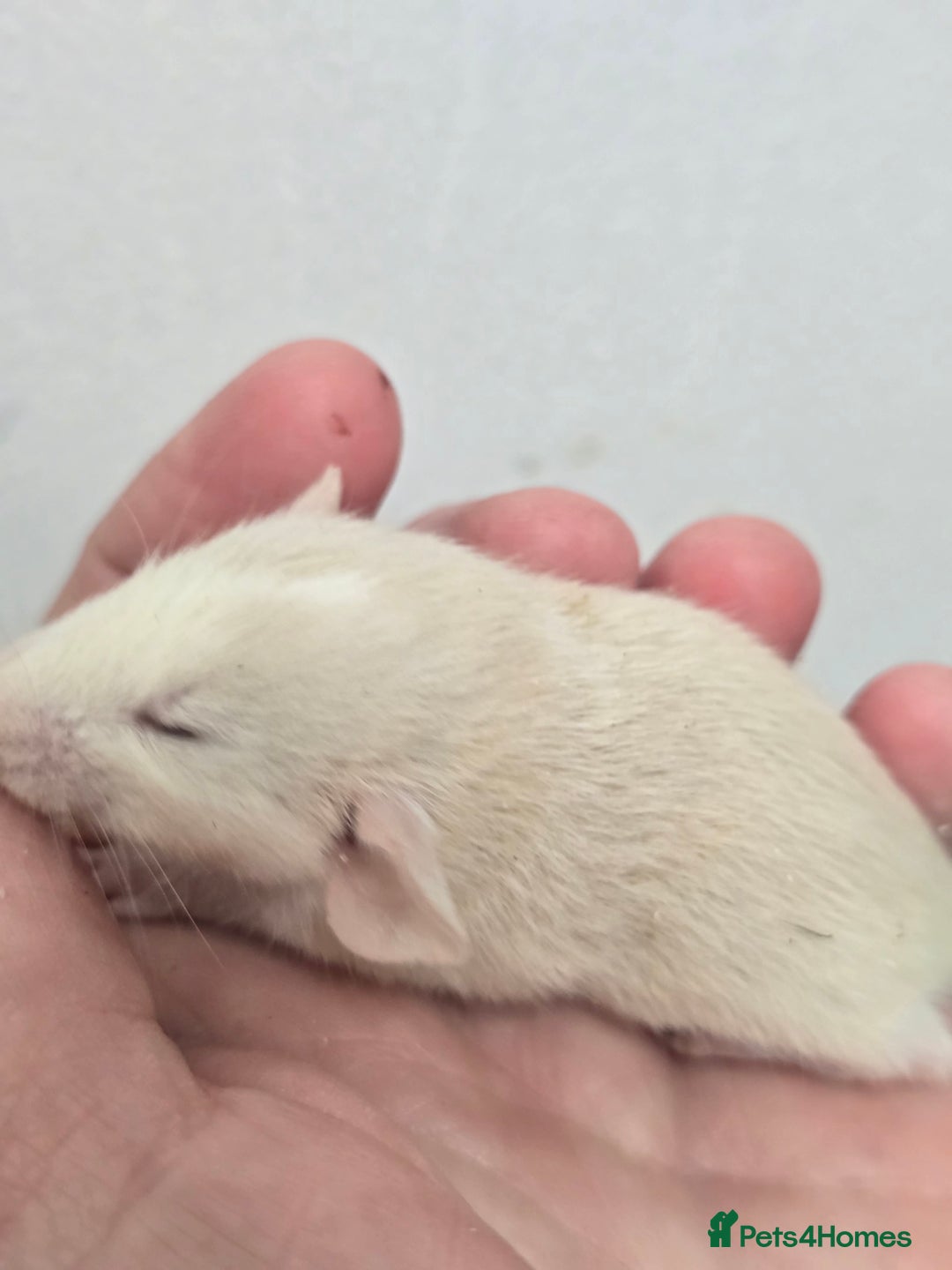 Rat rodents for sale: Babies rats, rex, dumbos and fancy - Image 33