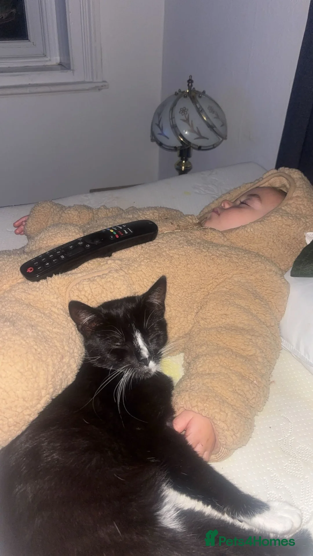 Mixed Breed cats for sale: Elma  - Advert 2