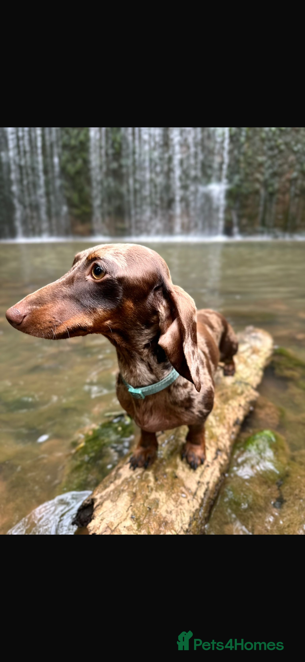 Miniature Dachshund dogs Handsome boy - Advert 1