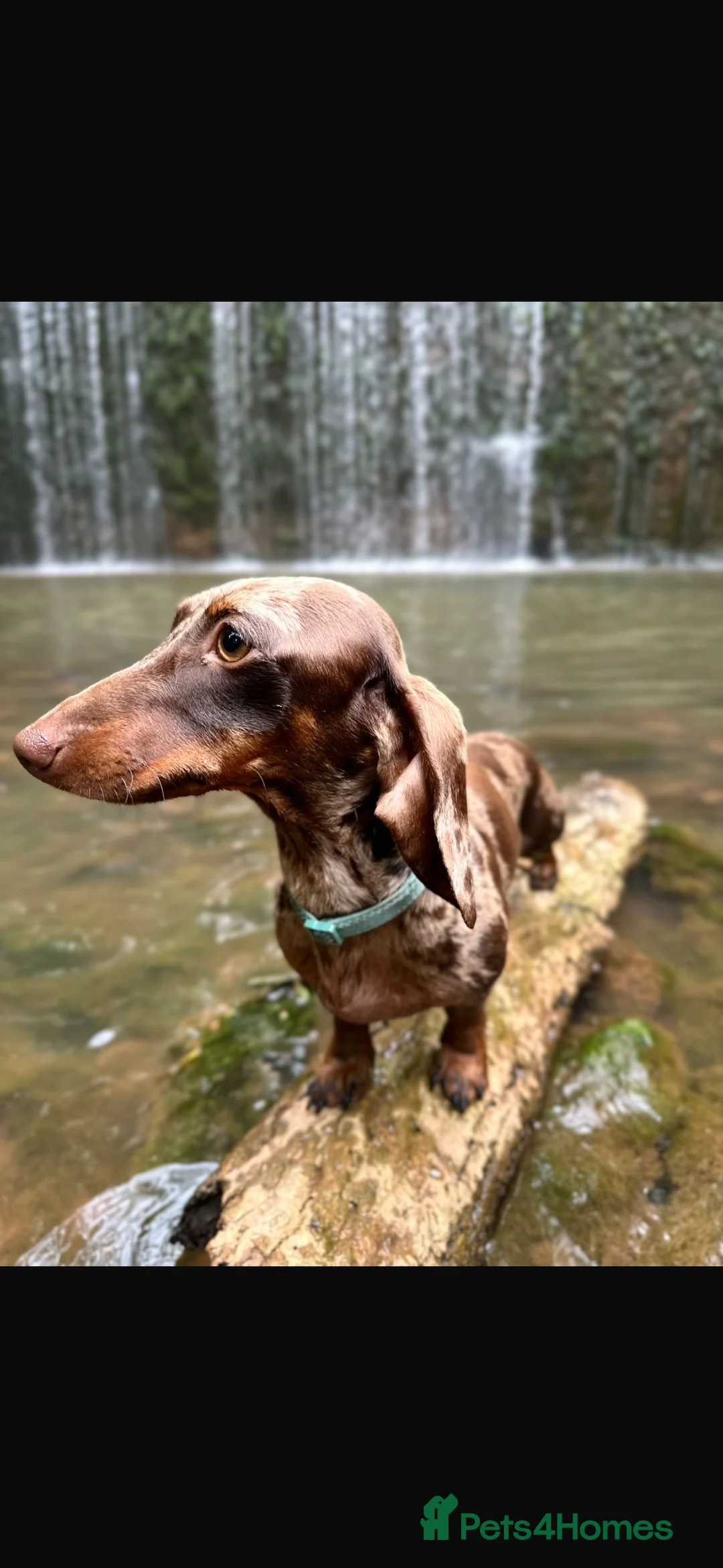 Miniature Dachshund dogs for stud: Handsome boy - Advert 1