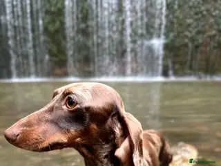 Miniature Dachshund dogs Handsome boy - Advert 1