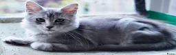 Maine Coon cats for sale: Beautiful Maine Coon Sisters Ready Now 🐾 - Advert 24