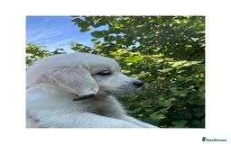 Golden Retriever dogs for sale: KC Registered Golden Retriever Puppies  - Image 1