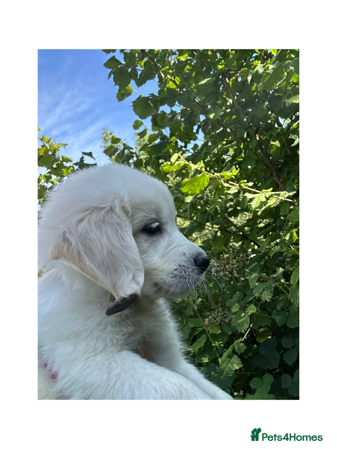 Golden Retriever dogs for sale: KC Registered Golden Retriever Puppies  - Image 1