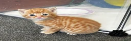 Mixed Breed cats for sale: 🎃Loving🏡Wanted for Our Little Halloween Babies🐾 - Advert 4