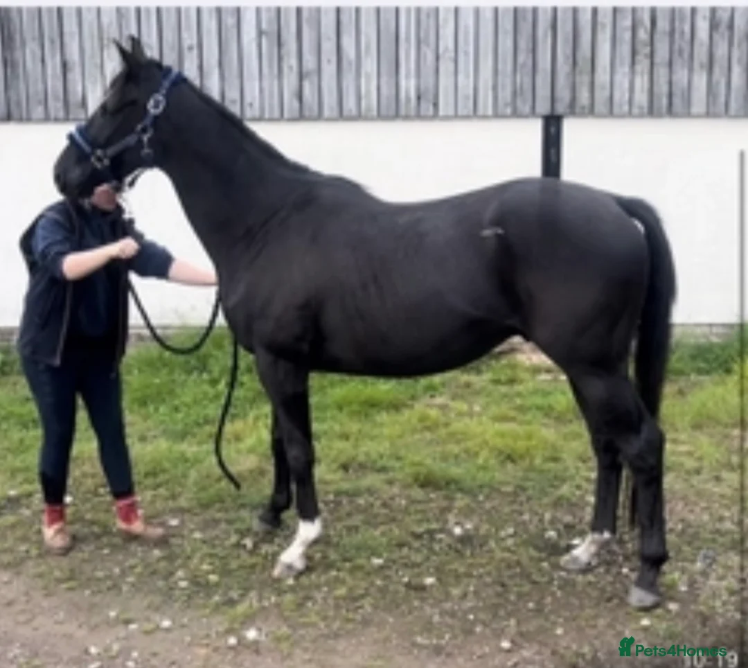 English Thoroughbred horses for sale: lovely home for my boy (no reason of his own!!!) - Advert 1