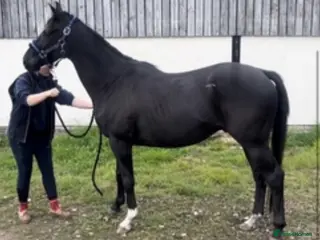 English Thoroughbred horses lovely home for my boy (no reason of his own!!!) - Advert 3