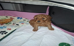 Mixed Breed dogs for sale: Cavapoo puppies  - Image 11