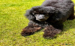 Miniature Poodle dogs for stud: KC phantom miniature poodle stud health tested in Thetford - Image 24