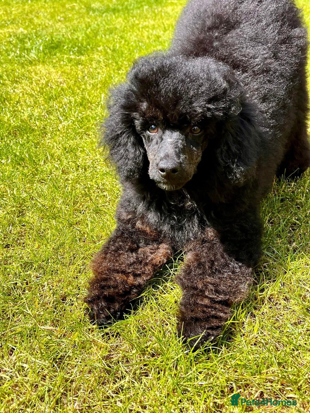 Miniature Poodle dogs for stud: KC phantom miniature poodle stud health tested in Thetford - Image 24